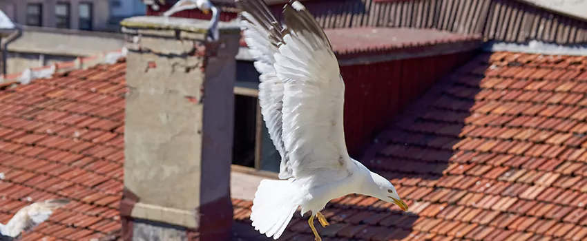 Residential Chimney Animal Removal Solution in DeBary, FL