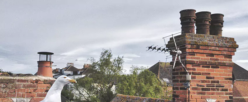 Chimney Cleaning And Restoration in DeBary, Florida